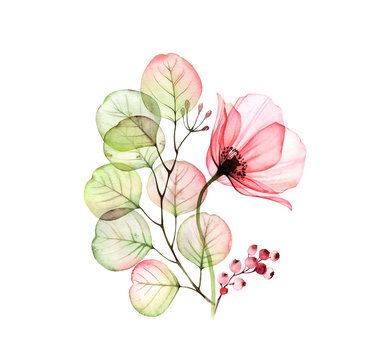 Watercolor Rose arrangement. Big pink flower with eucalyptus leaves and berries isolated on white. Hand painted artwork with x-ray flower. Botanical illustration for cards, wedding design