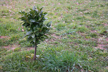a small tree among the grass
