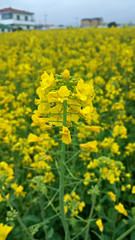 유채꽃