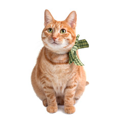 Red cat with a bow on his neck sitting on a white background