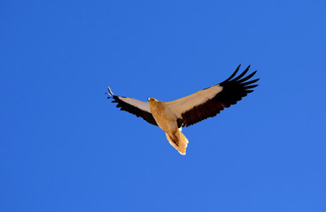 Egyptian vulture in flight also known as white scavenger vulture