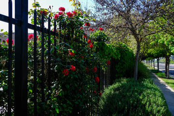 Blooming red flowers on green bush and wrought iron fence