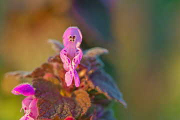 Lamium purpureum, known as red dead-nettle, purple dead-nettle, or purple archangel, is a herbaceous flowering plant of the Lamiaceae family. Cut-Leaved Dead-Nettle (Lamium purpureum). Flower Closeup.