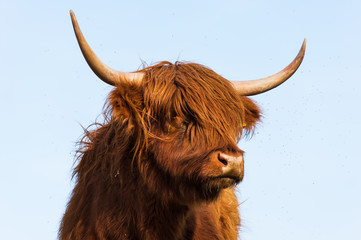 Scottish highland cattle standing on a meadow in spring