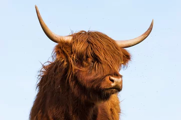 Plexiglas schilderij Schotse hooglander Scottish highland cattle standing on a meadow in spring  © Marco Warm