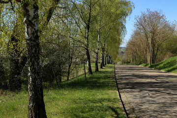 Fototapeta premium Birch alley along the road in spring