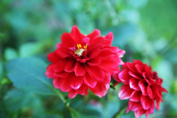 red flower in garden closeup
