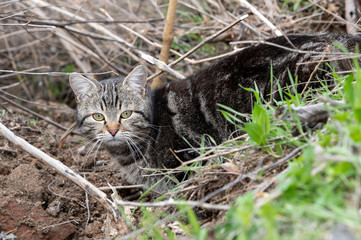 beautiful tabby cat with a long mustache walks in the dry grass. furry domestic animal.