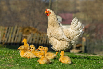 domestic ducklings іn the farmyard. Yellow domestic ducklings relaxing on the grass in a rural yard. young domestic ducklings huddled together for warmth among grass and straw in the farmyard.