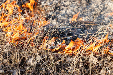 Grass fire closeup in Voskresensky District in Moscow Oblast in spring 2020