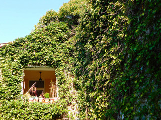Der eingewachsene Balkon in der Rankenpflanze