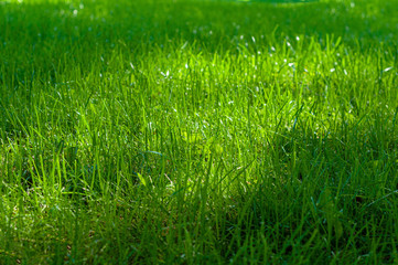 Background from green, juicy grass on field, spring meadow nature, bright seasonal outdoor lawn, lush, soil cover.
