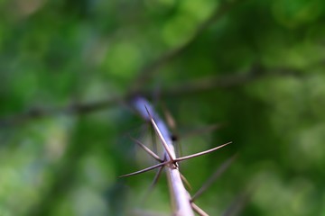 thorn branch in focus 