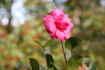 pink rose in the garden