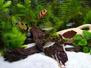 Chromobotia macracanthus, Prachtschmerlen im Aquarium 