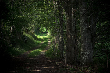 Chemin à l'ombre dans la forêt
