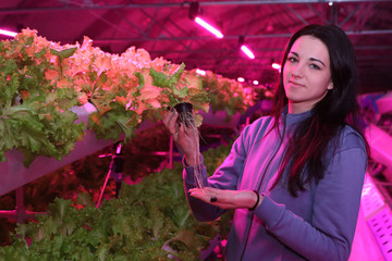 The girl works in the greenhouse. Growing plants aeroponics. Unique production of greenery and...