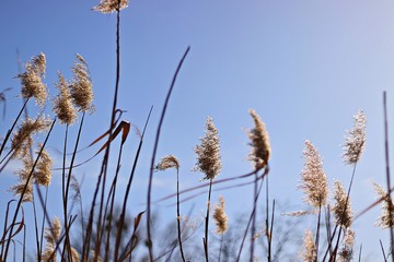 reed against blue sky
