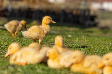 domestic ducklings іn the farmyard. Yellow domestic ducklings relaxing on the grass in a rural yard. young domestic ducklings huddled together for warmth among grass and straw in the farmyard.