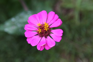 Obraz premium closeup pink flower