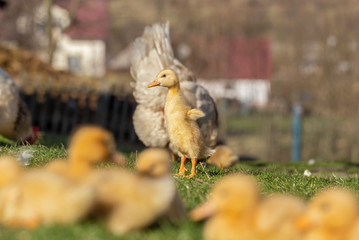 domestic ducklings іn the farmyard. Yellow domestic ducklings relaxing on the grass in a rural...