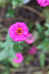 pink flowers in field