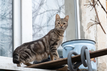 portrait of a sick tabby cat sneaking to a pan on the window. hungry street cat steals food....