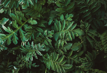 Green leaves pattern background, Natural background and wallpaper.  Abstract green leaves texture. Flat lay