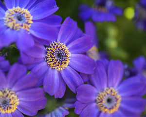 closeup purple flowers