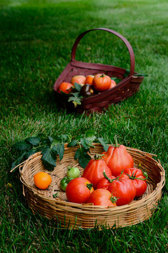 Heirloom homegrown fresh tomatoes
