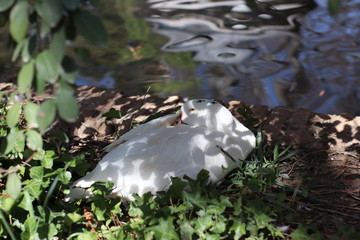 PATO