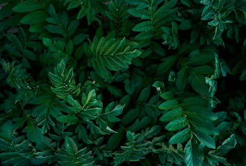 Naklejka na ściany i meble Green leaves pattern background, Natural background and wallpaper. Abstract green leaves texture. Flat lay