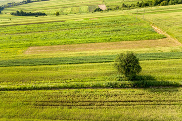 Aerial view of a single tree growing lonely on green agricultural fields in spring with fresh vegetation after seeding season on a warm sunny day.