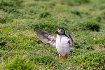 Atlantic Skomer Island puffin. Pembrokeshire, Wales. Funny, comical puffin in conducting pose flapping wings. 