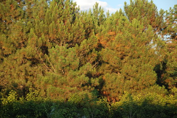 Fototapeta premium pine forest