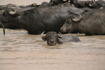 Fototapeta premium buffalo, farm , water ,animals, nature, amazon, brazil 