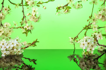 Beautiful flowering branches with a lot of blossoms against green background, with reflection in glass. Springtime concept. Copy text space.
