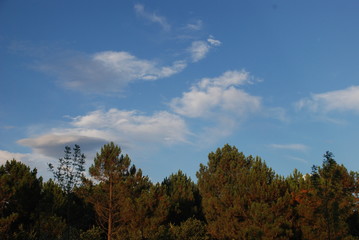 forest in the autumn