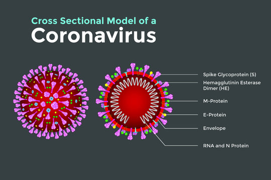 Coronavirus's are large pleomorphic spherical particles with bulbous surface projections. Concept Cross sectional model of a coronavirus