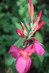 Pink flower close up