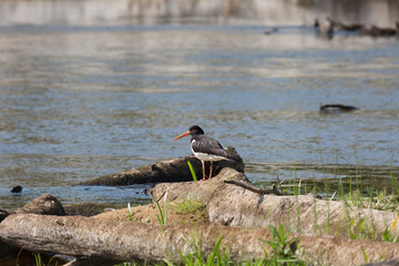 Eurasian oystercatcher (Haematopus ostralegus) on the rock