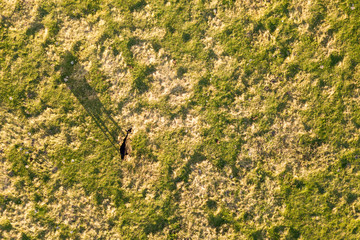 Aerial top down view of a cow grazing alone on green meadow lit by sunset light in summer.