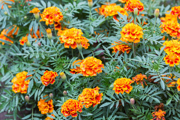 Bright orange Tagetes on the flowerbed