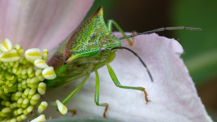 Hawthorn Stink Bug 