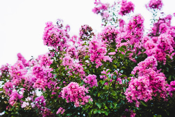 Tree with pink flowers in white background