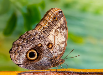 Closeup beautiful butterfly in a summer garden   © blackdiamond67