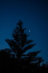 Pine tree and moon, nightime