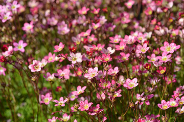 Obraz premium Saxifrage