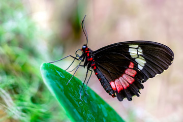 Closeup beautiful butterfly in a summer garden

