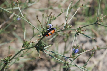 blue bug on a branch